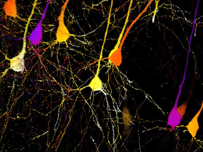 生命科学涵盖从基础研究学科（如细胞生物学和生物物理学）到生物科技和药物研发的一系列领域