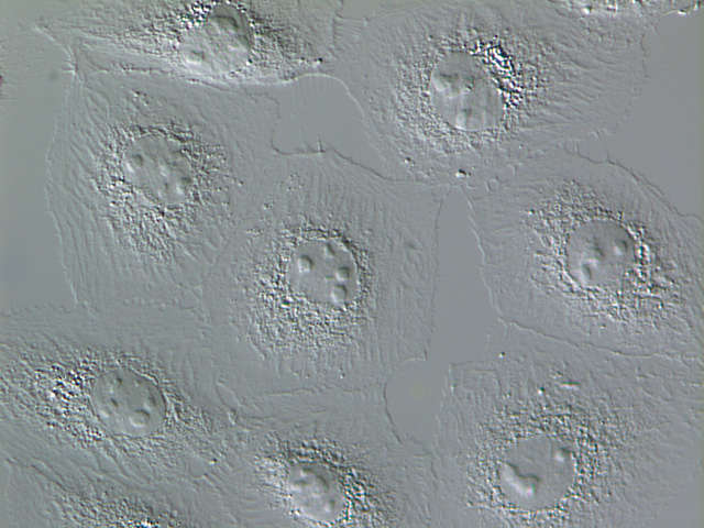 TS2R-DIC_eab673dc.jpg